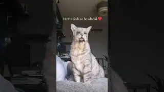 Meet the World's Oldest Cat and Rescue gives a second chance at the life they deserve#OldCat #Cats