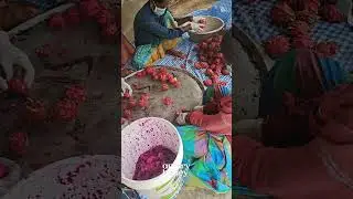 Organic Dragon fruit Farm #farm #dragonfruit #organicfarming #glowainaturals