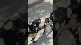 Bakra Eid #shortvideo #enjoyment #youtube #youtubeshorts #viral #foodlover #goats #animallover