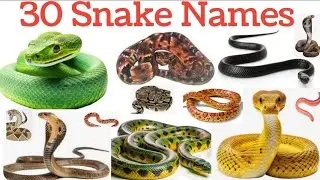 30 सांपों के नाम सीखे | Snakes Name In English And Hindi For Kids |