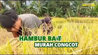 HAMBUR BACOT MURAH CONGCOT_Story WA dan Peribahasa Sunda_Kang Delis