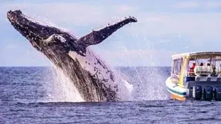 Whale watching in Puerto Lopez, Ecuador