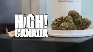 Higher Perspectives on Aurora Cannabis