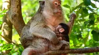 baby monkey get warming on the chest