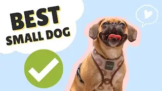 TOP 5 REASONS TO GET A PUGALIER (PUG x CAVALIER) || SMALL DOG BREED