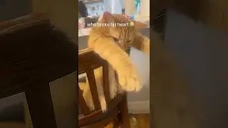 #shorts #cat #sad #broken #love