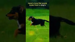 Dogs Are NOT Completely Colorblind!🐕🐕👀#animals #animalfacts #shorts