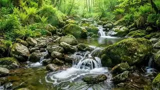 Forest Symphony with Birds Singing and Stream Flowing, Relaxing Sounds for Sleep and Calm ASMR