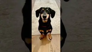 You think I could be on Dancing Wiff Da Doggos? #charlieskingdom
