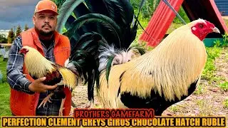 Perfection Clement Greys Giros Chocolate Hatch Ruble ~ BROTHERS GAMEFARM