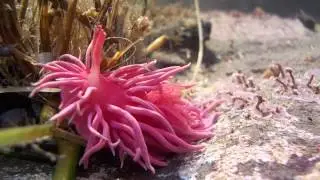 Pink Elements on Parade - Hopkins' Rose Herd at Pillar Point