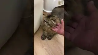 Ureka&rsquo;s Chin Scratch Bliss 🥹💘 | Tiny Paw