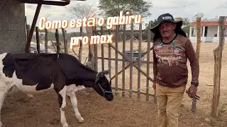Como está o gabiru pro max 