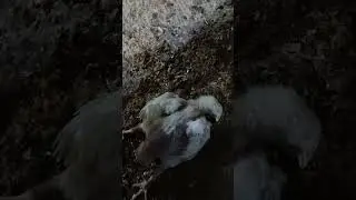 تربية دجاج اللحم في الجزائر