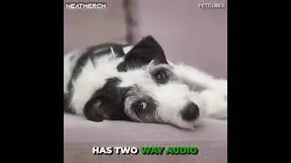 &ldquo;Control your pet with whis gadget 😺 Follow 👉@gadgetsmind for more!         #technology #futurist