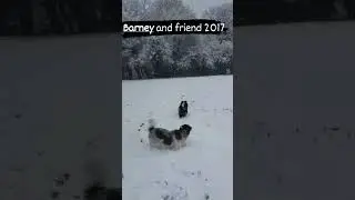 Castle Hedingham Dec10th 2017 Barney and friend