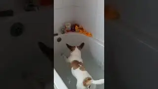 puppy worzel splashing around the bath