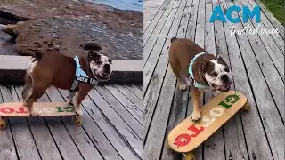 Giotto the Aussie bulldog that loves to skate