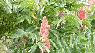 Sumac - Rhus typhina - S&uacute;mak - Skrautrunnar - Hjartahornatr&eacute; - Gar&eth;yrkja - Rau&eth; bl&oacute;m