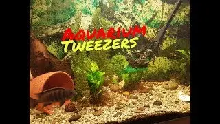 Aquarium Tweezers !