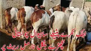 5 Top Quailty heavy bull for sale in pakistan at best price