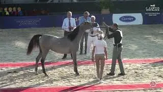 N 9 SHADEN EL SOADAA   The Egyptian Event Cairo 2025   SE Yearling Fillies Class 1A