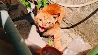 Sweet little kitty hidden when he saw me 🌿❤️😻💦backside the warehouse#kitten#streetcats#adoptstrays 