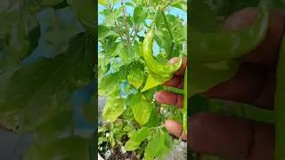 🍽️🌶️ Morning Calm Vibes 🌿 | Idly Thakkali Kulambu & Garden Vlog | Self Care Tamil