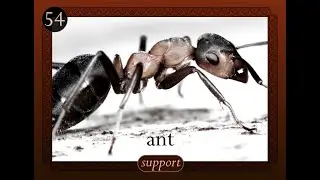 Ant Spirit Animal mov