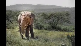 Ol Jogi Conservancy - The Only Bear in Africa