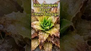 This Sign Shows Aloe Can Survive Frost Damage #Aloeveracare #Indoorplants