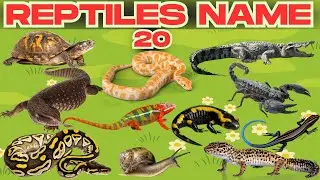 Reptiles Name for Kids | Learn Reptiles with Pictures | Educational Video&rdquo;