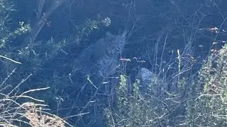 Paseo por el Valhalla MTB  y me encontr&eacute; este lindo gatito 🚵🏽