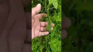 Climber plant kantola karela with tendrils