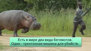 Карликовый бегемот  Милый и добрый тихоня малютка