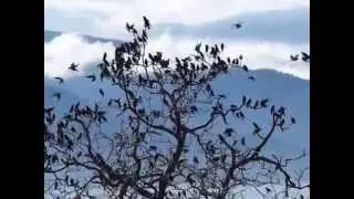 Sturnus vulgaris - Pyrgi Lesvos Greece.