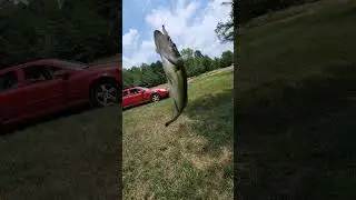 Pink swimbait.
