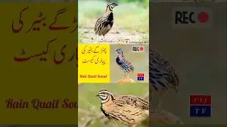 Rain Quail Sound/ changa batair چنڑگا بٹیر کی آواز | Female Quail sound/ FSJ TV