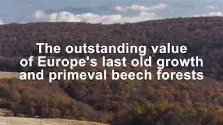 Primeval Beech Forests of the Carpathians and Other Regions of Europe