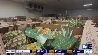Pineapple farmers support fellow Hawaiians as wildfires tear through Maui