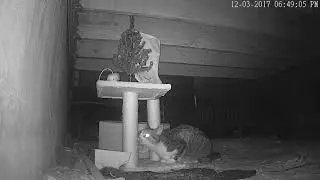 is this Tom cat marking its scent?