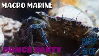 Macro Marine CRAB MUSIC DANCE PARTY Bicep GLUE