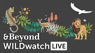 WILDwatch Live | 24 August, 2021 | Morning Safari | South Africa