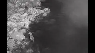 Fototrampeo guipúzcoa enero 1 pareja de Nutrias.