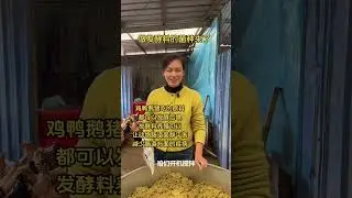 做发酵料用的菌种来了，可以发酵鸡鸭鹅猪吃的料，发酵料养殖可以让动物肠道更健康#菌种#发酵料#养殖菌种#养殖技术#农村创业养殖