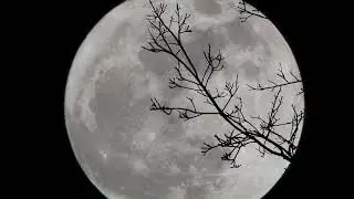 Blooming Moon