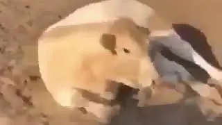 ResidentSleeper