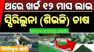 କମ୍ ଖର୍ଚ୍ଚରେ ଏମିତି କରନ୍ତୁ Spriluna ଚାଷ (स्पिरुलुना खेती)।।Spirulina farming/Cultivation in odisha