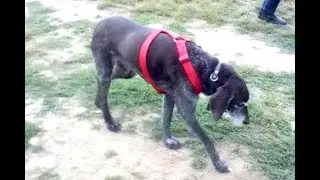 Arthrose chien Révélation : les médicaments et des effets secondaires parfois graves (TÉMOIGNAGE)