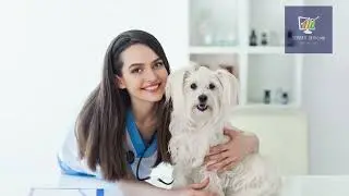The 10 Most Effective Ways to Rank Your Vet Clinic on Search Engines